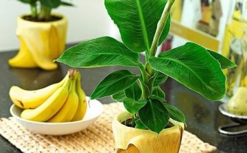 Growing a banana