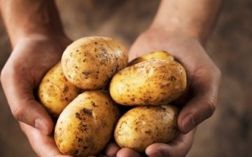 التكنولوجيا الهولندية لزراعة البطاطس