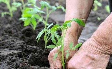 How to plant tomato seedlings