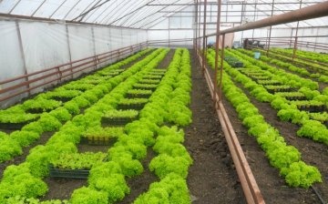 Vlastnosti výsadby salátu