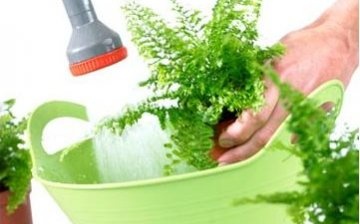Hot shower for indoor plants
