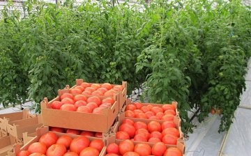 Koje su sorte rajčice pogodne za staklenike?