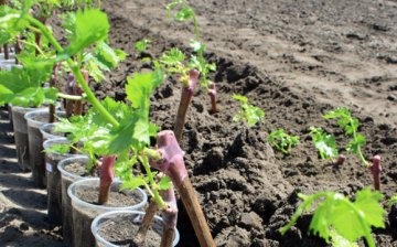 How to plant grapes?