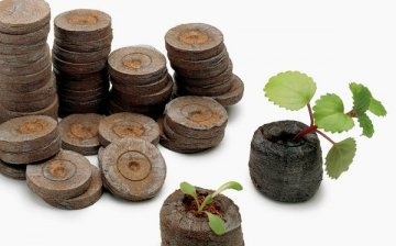 How to plant in peat tablets