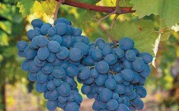 Prednosti stakleničkog uzgoja grožđa