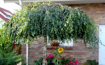 A variety of weeping birch