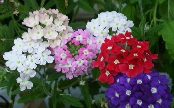 Types and varieties of flowers