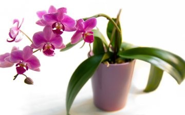 Orchideák - jellemzők és a legjobb fajták