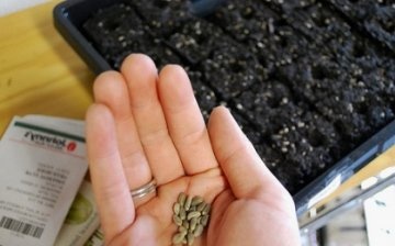 Příprava semen, správné načasování výsadby semen