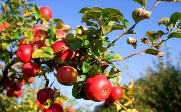 كيف نزرع شجرة تفاح