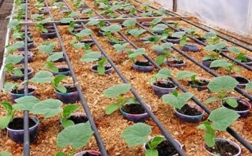 Advantages of the automatic irrigation system for greenhouses