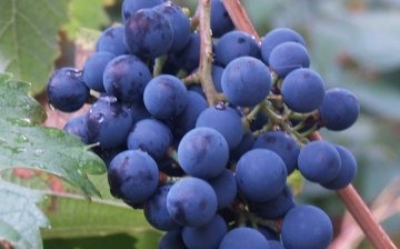 A szőlő megjelenése és jellemzői