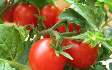 General information about tomatoes