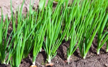 Growing onions for greens in the open field