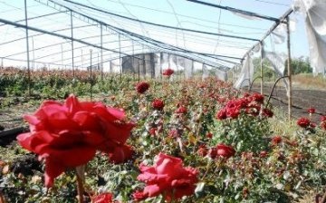 Rózsa termesztése üvegházakban