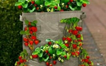 Strawberries in bags