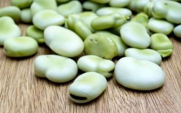 Lima beans: description
