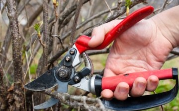 Spring currant pruning