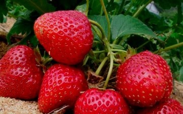 Materiale pentru mulcirea căpșunilor: tipuri și descriere