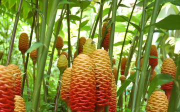 Ginger - plant description