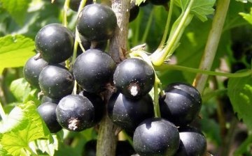 How to grow currants