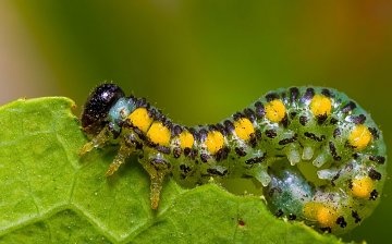 Pest caterpillars