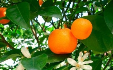 What is the difference between indoor tangerine and wild