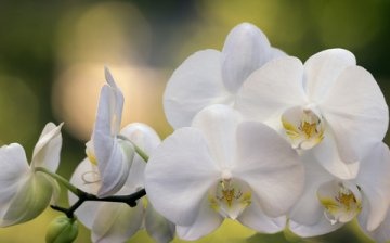 Orchid care during flowering
