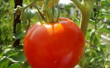 The best varieties of tomato