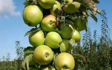 أفضل أنواع أشجار التفاح العمودي ، وخصائصها