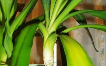 Causes of yellowing and drying of leaves in yucca
