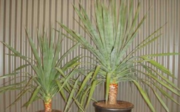 Dates of reproduction, planting and transplant of Dracaena