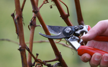 Spring grape pruning: terms and rules