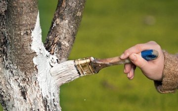 لماذا يتم تبييض جذوع الأشجار