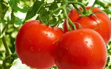 الطماطم فرساوس: وصف متنوعة