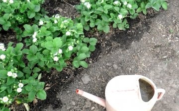 Cum și când să efectuați hrănirea de primăvară a căpșunilor