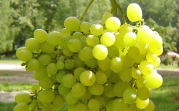 A szőlőfajta leírása, előnyei