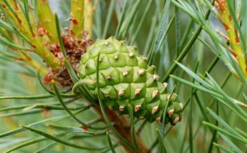 How to care for young pine trees