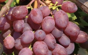 Opis i prednosti sorte grožđa Victoria