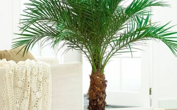 Indoor palm