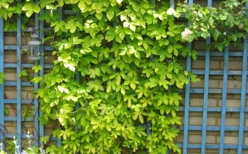 Climbing plants - what are they?