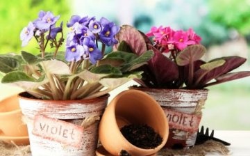 The benefits of the lunar calendar for transplanting indoor plants