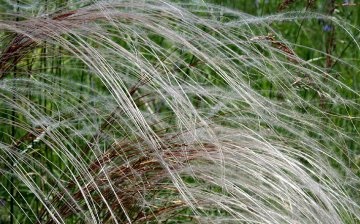 The feather grass is beautiful