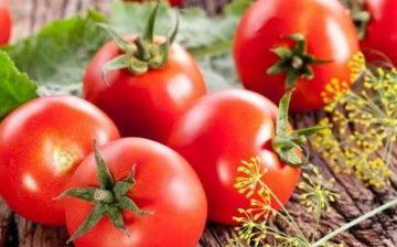 Brzy zralé odrůdy rajčat na otevřeném terénu