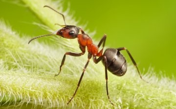 Mravenci