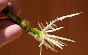 Root formation in cuttings