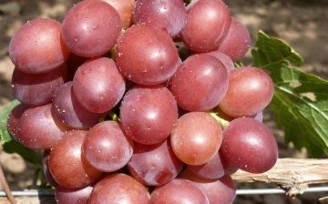 Šareno grožđe