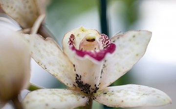 Aphids on orchids