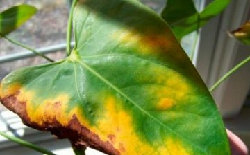 Anthurium leaves turn yellow