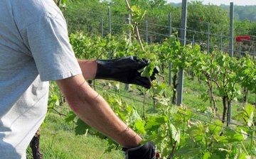 Pruning grapes